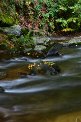 autumn forest stream