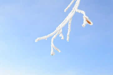 Hanging tree branches in frost against blue sky with copy space on sunny winter day. Winter background, postcard, frame, concept.