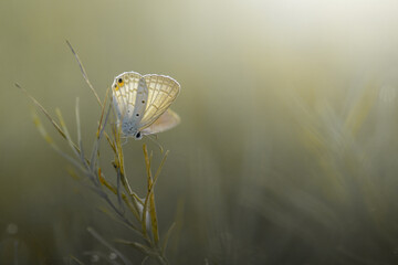 photo of butterfly with color mood royalty free stock photo
