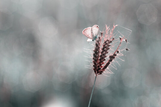 photo of butterfly with color mood royalty free stock photo