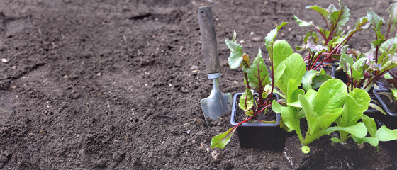shovel next to seedling of lettuce with copy space on soil background