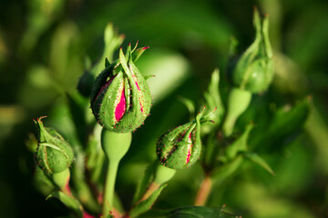 Fluffy flowers background. Spring flowers concept. For design. Nature. Spring background