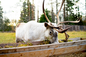 A portrait of a White deer, fawn with massive antlers, reindeer eating spruce branches or moss.