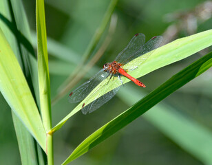 Blutrote Heidelibelle sitzt auf einem Blatt