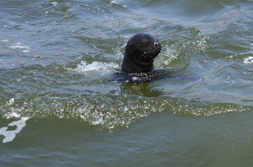 islands in the pacific ocean