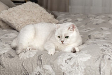 Fototapeta na wymiar White British cat is sitting on the bed. How to wean a cat from bed. Silver chinchilla. Cat breed. Photo