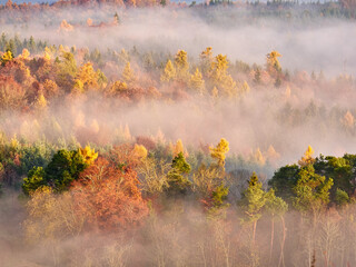 Autumn forest in the fog. Treetops above the fog.