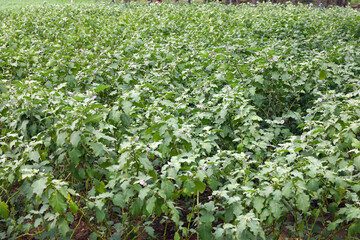 Fototapeta na wymiar Eggplant or aubergine is also known as brinjal on garden