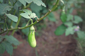 Eggplant or aubergine is also known as brinjal on garden