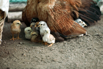 Hen with baby chicken in the farm