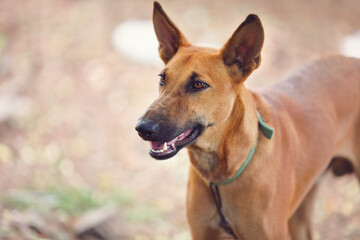 portrait of Indian breed dog