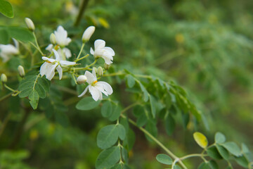 Beautiful drumstick flower, buds & leaves