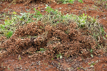 Fresh peanuts plants with roots on ground	
