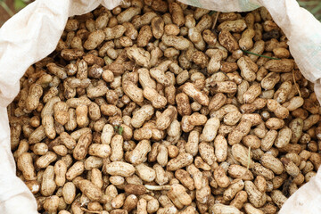 Pile of fresh organic peanuts in field	
