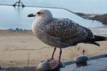 A seagull on the roof near the sea.