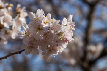 御室川沿いの明正寺桜