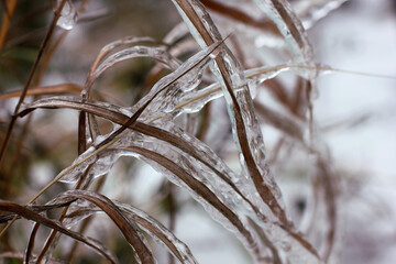 meadow grasses frozen in an icy shell