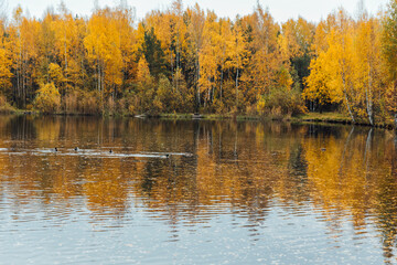 beautiful lake and yellowed autumn forest landscape nature travel