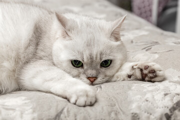 White British cat is sitting on the bed. Silver chinchilla. Cat breed. Close up. Photo