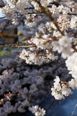 御室川沿いの明正寺桜