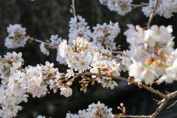 御室川沿いの明正寺桜