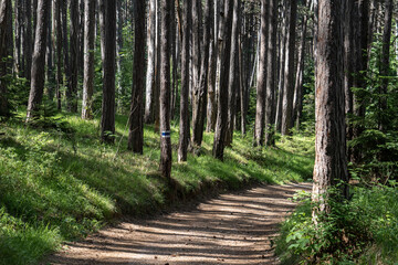 Licht und Schatten auf einem Pfad in einem Föhrenwald
