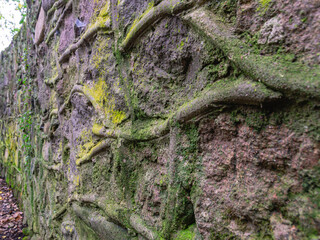 An old stone wall with green moss and mold. Yellow mold on an old stone wall