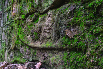 An old stone wall with green moss and mold. Yellow mold on an old stone wall