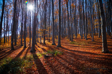Obraz premium Sun rays among tree silhouettes in a fall day