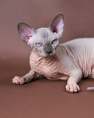 Portrait of blue mink and white color Sphinx Cat 4 months old with blue eyes. Beautiful hairless...