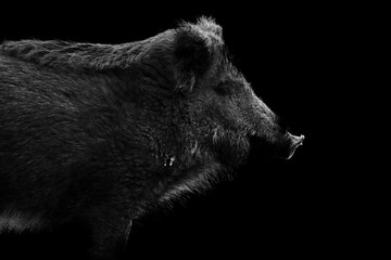 Wild boar contour isolated on black background - 469348403