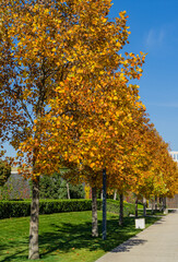 Naklejka premium Tulip trees (Liriodendron tulipifera), called Tuliptree, American or Tulip Poplar in city park Krasnodar. Rows of trees in the alleys of Public landscape Galitsky park in sunny autumn 2021