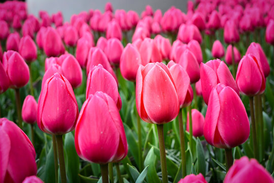 Floraci&oacute;n en Keukenhof