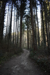 footpath in the woods