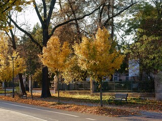 autumn landscape with yellow foliage on trees