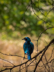 A beautiful cape starling relaxing in the branches of a tree. These species are endemic to Southern Africa.  