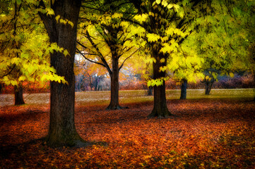 Surreal feel to this Autumn Scene taken at Otsiningo Park in Binghamton in Broome County in Upstate NY.  A soft-focus effect adds to the beauty of this November fall day.  