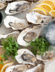 Fresh oysters in a shell, served on a plate