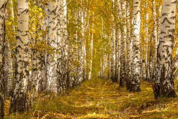 Fototapeta premium Birches planted by schoolchildren near their native village many years ago.