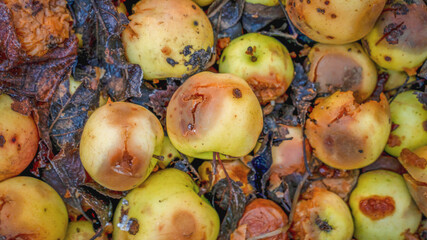 old rotten fallen apples covered with snow and frost, background