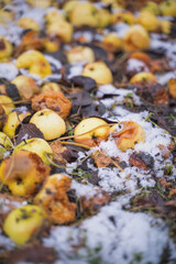 old rotten fallen apples covered with snow and frost, background