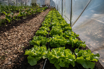 Reihe mit Kopfsalat in Gew&auml;chshaus