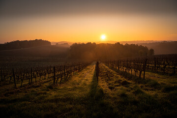 Fototapeta premium Bordeaux vineyard in autumn under the frost and fog, High quality 4k footage
