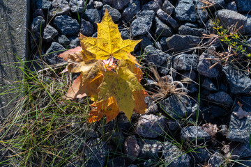 Photo of yellow and orange fallen maple leaves on stones and green grass. Abstract and nature concept