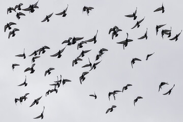 Obraz premium birds in the sky
