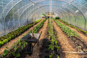 Reihen von Gem&uuml;sepflanzen in Folientunnel mit Scheibtruhe