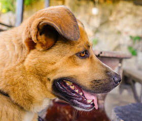 Portrait of a beautiful rusty-orange dog.