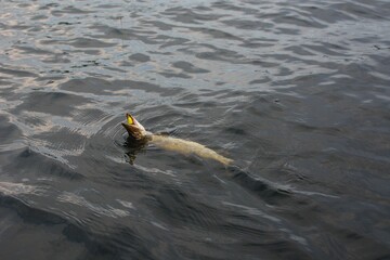 Summer fishing, pike fishing, spinning on the lake 