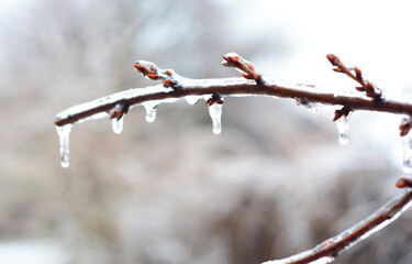 A close-up of a branch of a tree covered with ice after freezing rain, ice storm in winter.