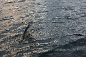Summer fishing, pike fishing, spinning on the lake 